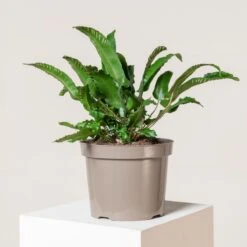 Asplenium Scolopendrium -The Palm Centre Store 210