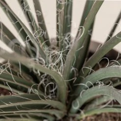 Hesperaloe Parviflora -The Palm Centre Store 237 scaled 1