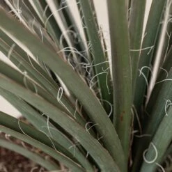 Hesperaloe Parviflora -The Palm Centre Store 239 scaled 1