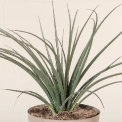 Hesperaloe Parviflora -The Palm Centre Store 240 scaled 1
