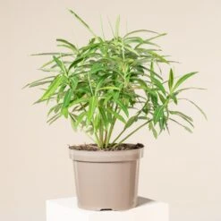Euphorbia Mellifera
