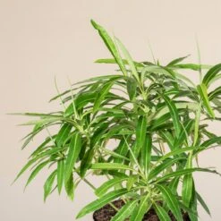 Euphorbia Mellifera -The Palm Centre Store 2914