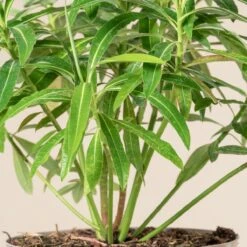 Euphorbia Mellifera -The Palm Centre Store 2915