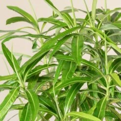 Euphorbia Mellifera -The Palm Centre Store 2916
