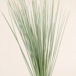 Dasylirion Longissimum -The Palm Centre Store 33 scaled 1