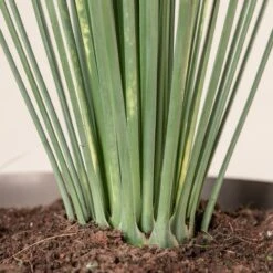 Dasylirion Longissimum -The Palm Centre Store 34 scaled 1