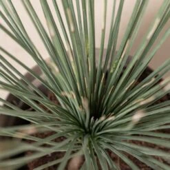 Dasylirion Longissimum -The Palm Centre Store 35 scaled 1