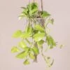 Scindapsus ‘Golden Pothos’
