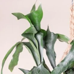 Platycerium Bifurcatum 20 Platycerium Bifurcatum -The Palm Centre Store 359 scaled 1