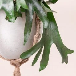 Platycerium Bifurcatum 16 Platycerium Bifurcatum -The Palm Centre Store 360 scaled 1