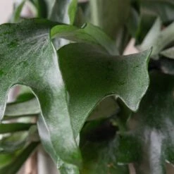 Platycerium Bifurcatum 15 Platycerium Bifurcatum -The Palm Centre Store 361 scaled 1