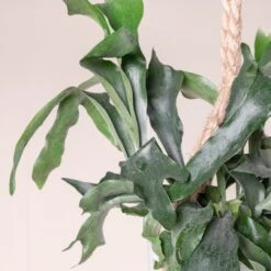 Platycerium Bifurcatum 14 Platycerium Bifurcatum -The Palm Centre Store 363 scaled 1