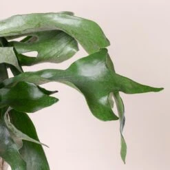 Platycerium Bifurcatum 19 Platycerium Bifurcatum -The Palm Centre Store 364 scaled 1