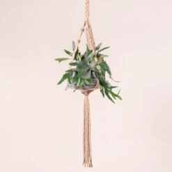 Platycerium Bifurcatum 21 Platycerium Bifurcatum -The Palm Centre Store 365 scaled 1