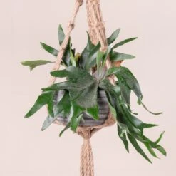 Platycerium Bifurcatum 22 Platycerium Bifurcatum -The Palm Centre Store 366 scaled 1