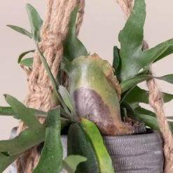 Platycerium Bifurcatum 17 Platycerium Bifurcatum -The Palm Centre Store 367 scaled 1