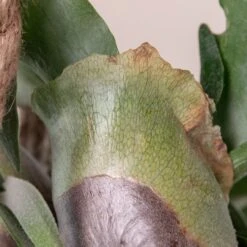 Platycerium Bifurcatum 18 Platycerium Bifurcatum -The Palm Centre Store 368 scaled 1