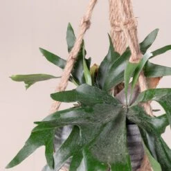 Platycerium Bifurcatum 23 Platycerium Bifurcatum -The Palm Centre Store 369 scaled 1