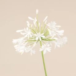 Agapanthus Africanus ‘Albus’ -The Palm Centre Store 3723