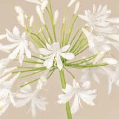 Agapanthus Africanus ‘Albus’ -The Palm Centre Store 3724