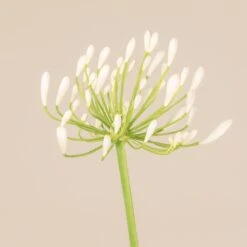 Agapanthus Africanus ‘Albus’ -The Palm Centre Store 3725