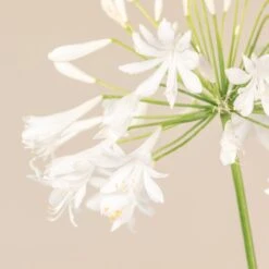 Agapanthus Africanus ‘Albus’ -The Palm Centre Store 3726