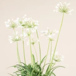 Agapanthus Africanus ‘Albus’ -The Palm Centre Store 3733