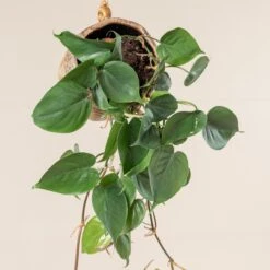 The Palm Centre Store -The Palm Centre Store 377 scaled 1