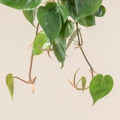 Philodendron Scandens -The Palm Centre Store 378 scaled 1