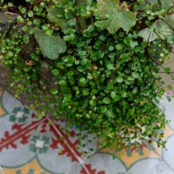 Muehlenbeckia Complexa -The Palm Centre Store 3782