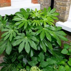 Fatsia Japonica -The Palm Centre Store 3784