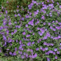 Geranium ‘Rozanne’ -The Palm Centre Store 3831