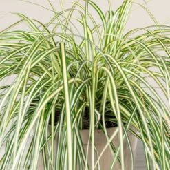 Carex Oshimensis ‘Evergold’ -The Palm Centre Store 3857