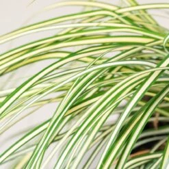 Carex Oshimensis ‘Evergold’ -The Palm Centre Store 3859