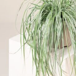 Carex Oshimensis ‘Everest’ -The Palm Centre Store 3863 1