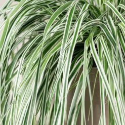 Carex Oshimensis ‘Everest’ -The Palm Centre Store 3864 1