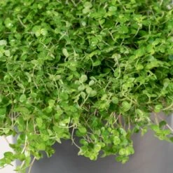 Soleirolia Soleirolii -The Palm Centre Store 3883