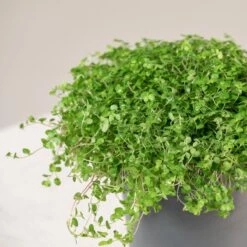 Soleirolia Soleirolii -The Palm Centre Store 3885