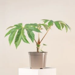 Tetrapanax Papyrifer -The Palm Centre Store 3897