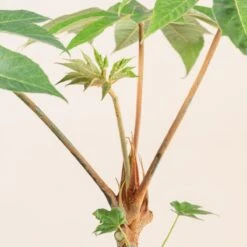 Tetrapanax Papyrifer -The Palm Centre Store 3898