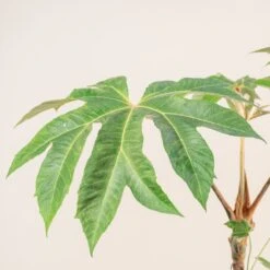 Tetrapanax Papyrifer -The Palm Centre Store 3899