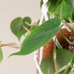 Philodendron Scandens -The Palm Centre Store 390 scaled 1