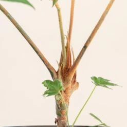 Tetrapanax Papyrifer -The Palm Centre Store 3900