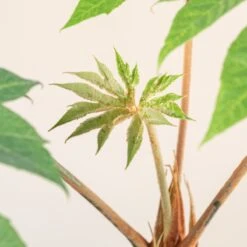 Tetrapanax Papyrifer -The Palm Centre Store 3901