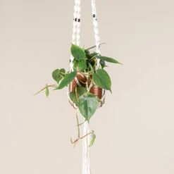 Philodendron Scandens -The Palm Centre Store 391 scaled 1