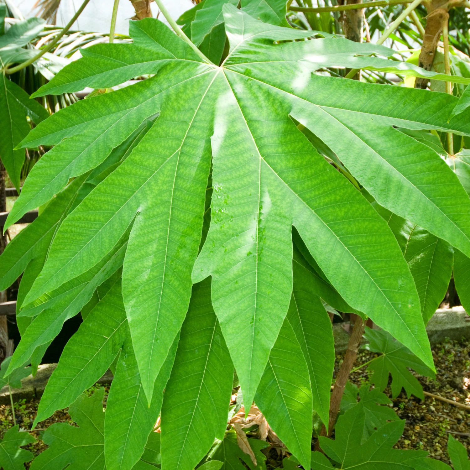 Tetrapanax Papyrifer ‘Rex’ 8 Tetrapanax Papyrifer ‘Rex’ - Image 8