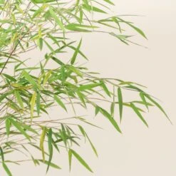 Fargesia Angustissima -The Palm Centre Store 4 scaled 1