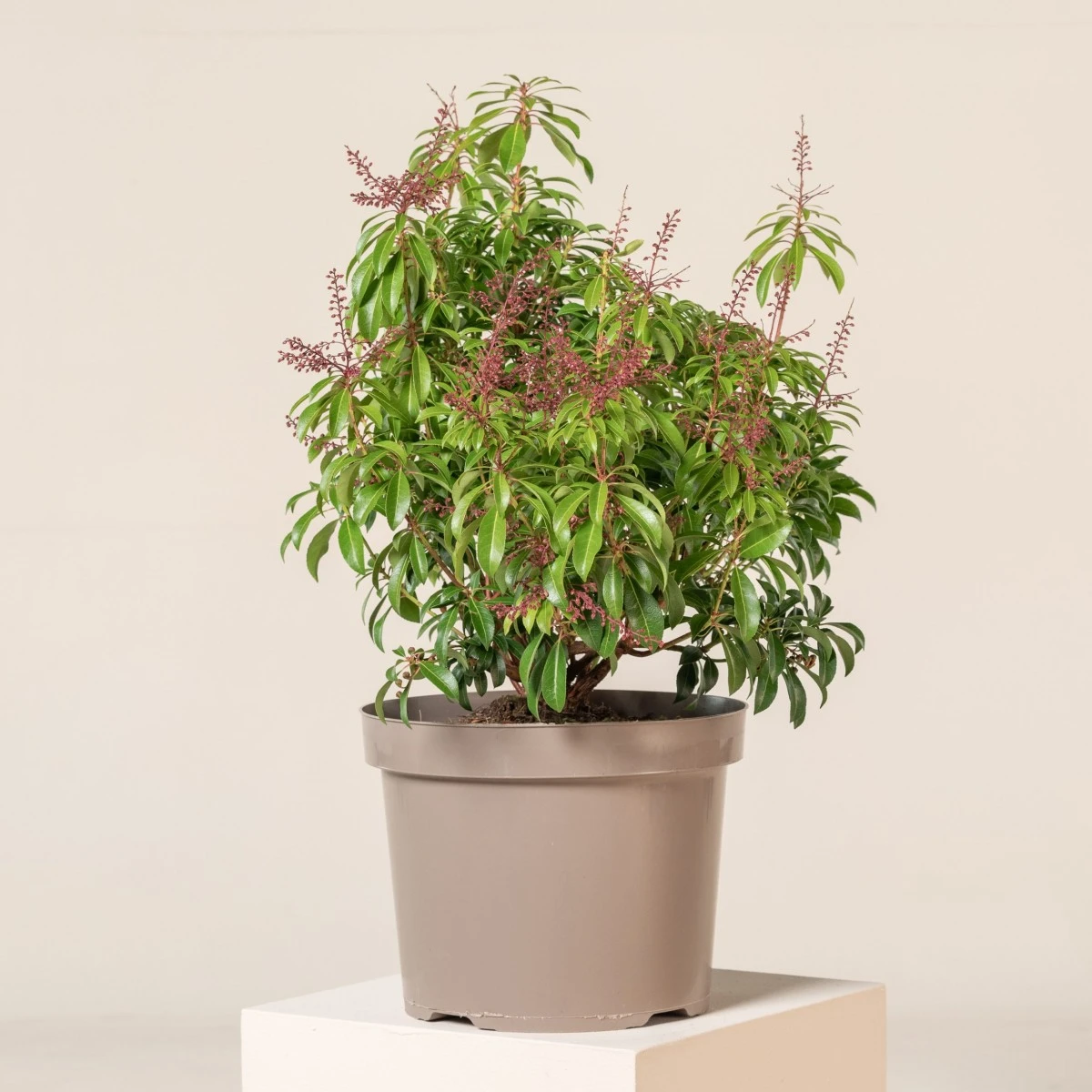 Pieris Japonica ‘Passion’ 1 Pieris Japonica ‘Passion’