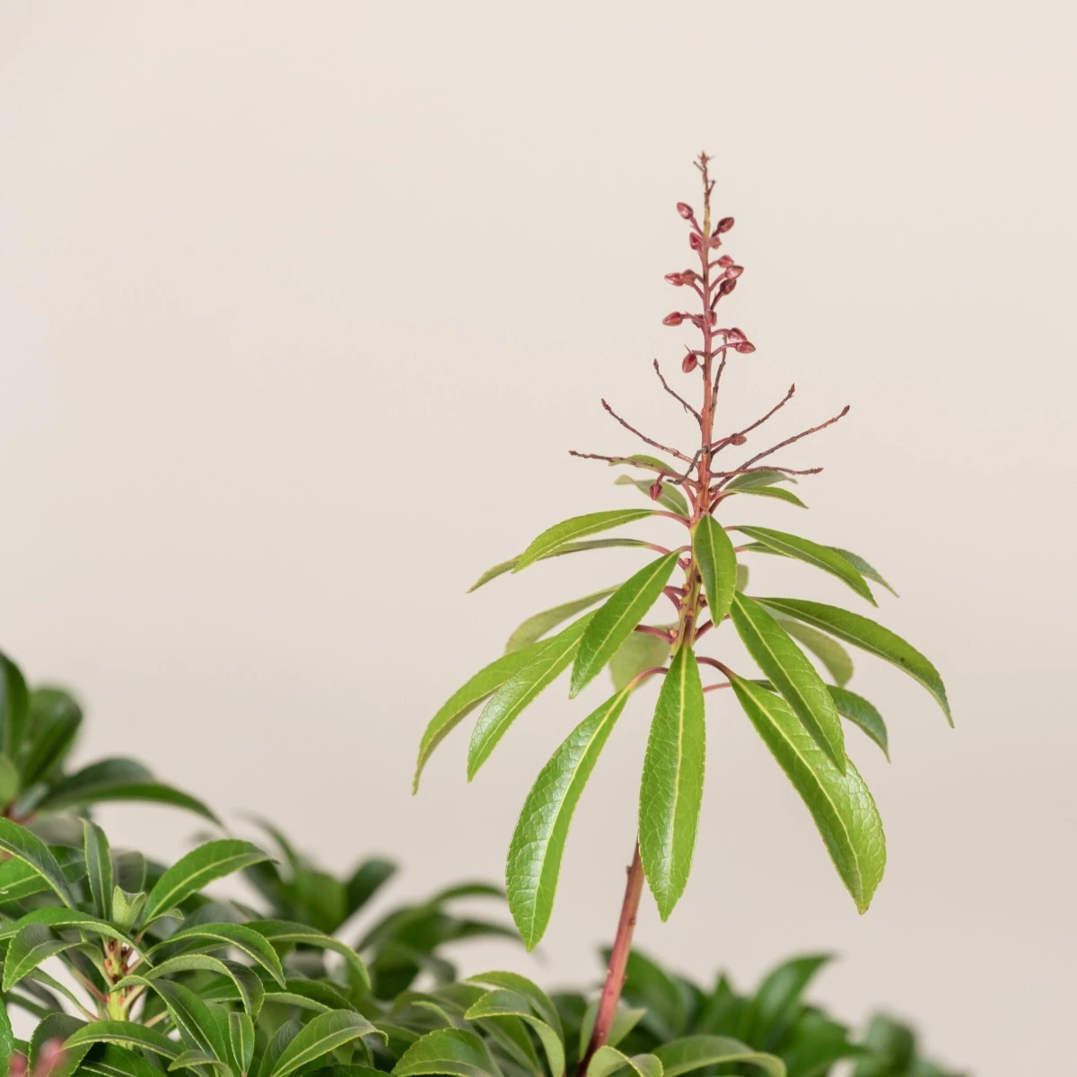 Pieris Japonica ‘Passion’ 2 Pieris Japonica ‘Passion’ - Image 2