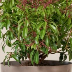 Pieris Japonica ‘Passion’ 7 Pieris Japonica ‘Passion’ -The Palm Centre Store 4085